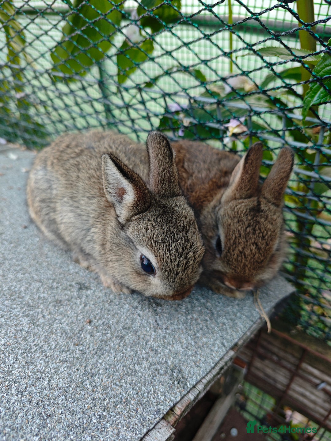 Netherland Dwarf rabbits for sale: Netherland dwarf  - Image 1