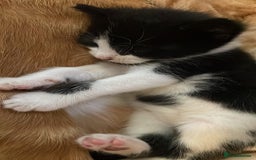 Mixed Breed cats for sale: Cute Adorable Kittens for Sale - Image 9