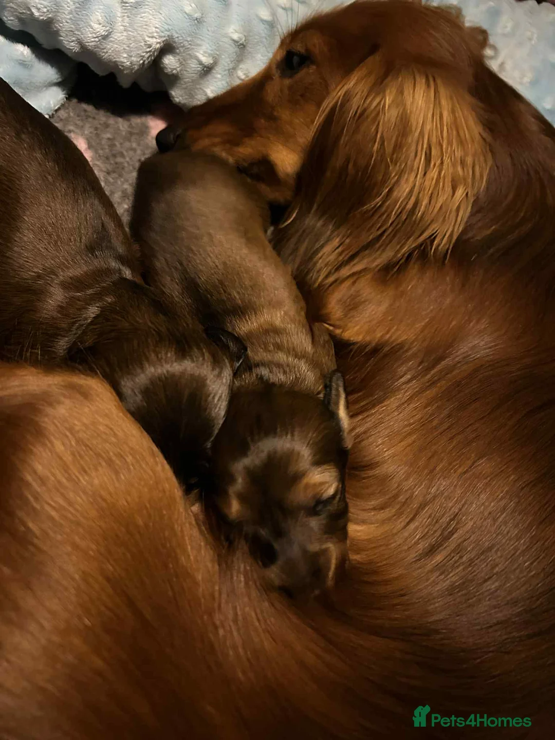 Miniature Dachshund dogs for sale: KC Registered Miniature Longhaired Dachshunds - Advert 5