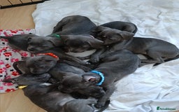 Mixed Breed dogs for sale: Pretty little girls  - Image 7