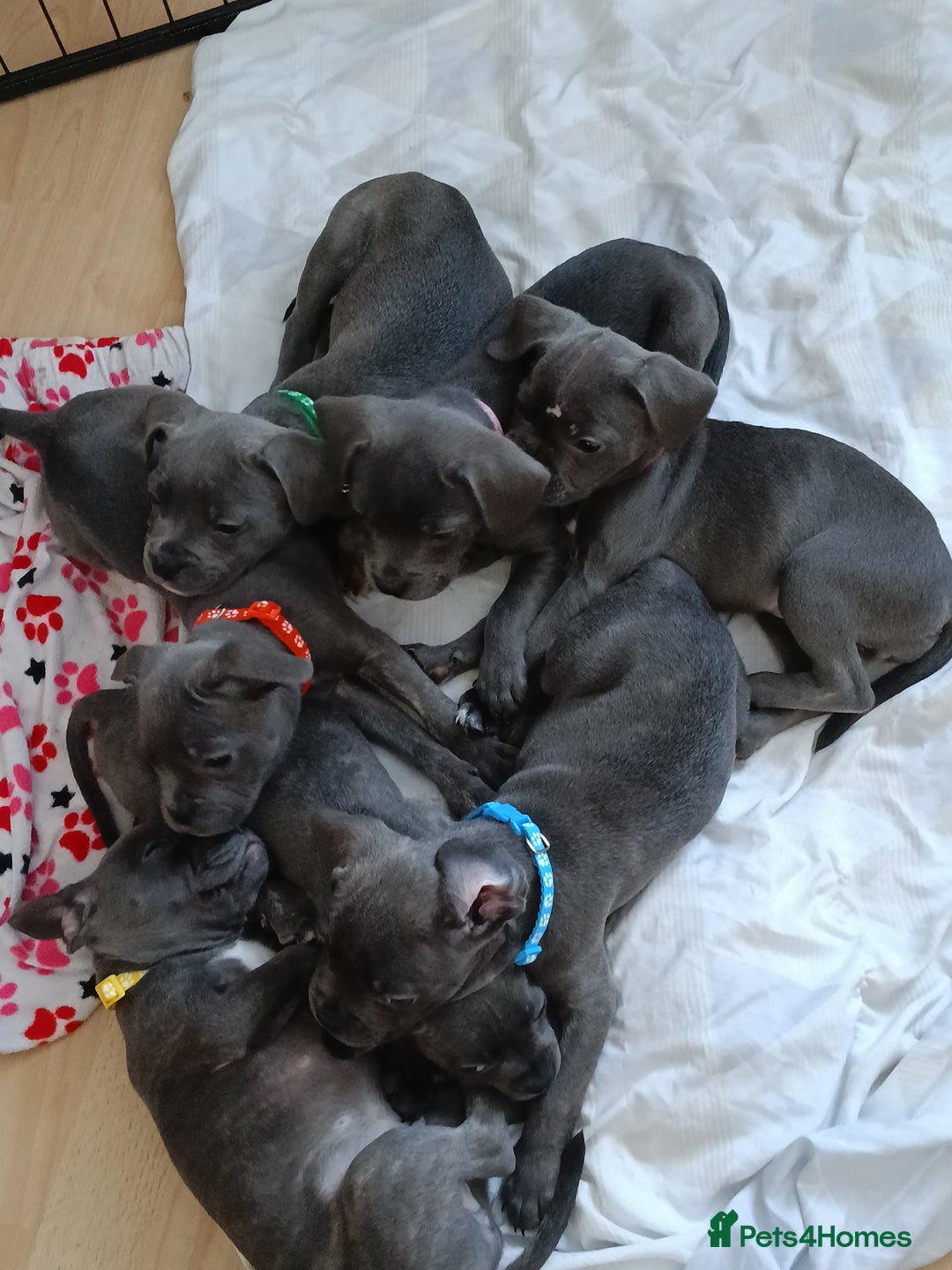 Mixed Breed dogs for sale: Pretty little girls  - Image 7