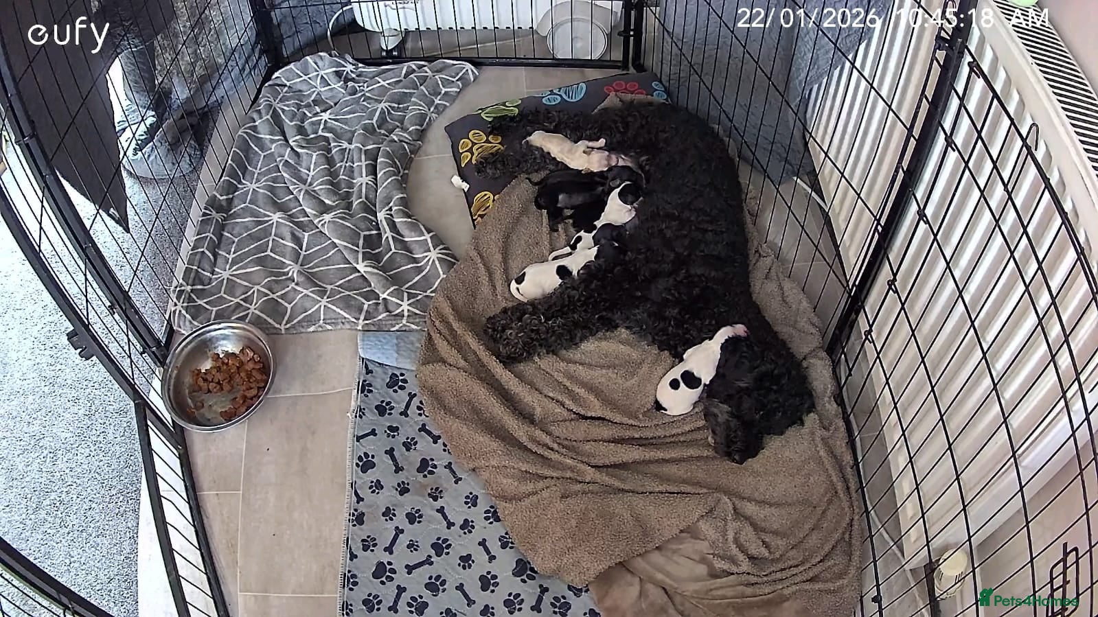 Cockapoo dogs Gorgeous cockapoo puppies  - Advert 1