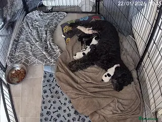 Cockapoo dogs Gorgeous cockapoo puppies - Advert 1