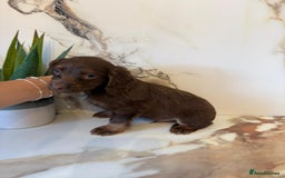 Cocker Spaniel dogs for sale: ⭐️chocolate cocker spaniel pups⭐️  - Image 8