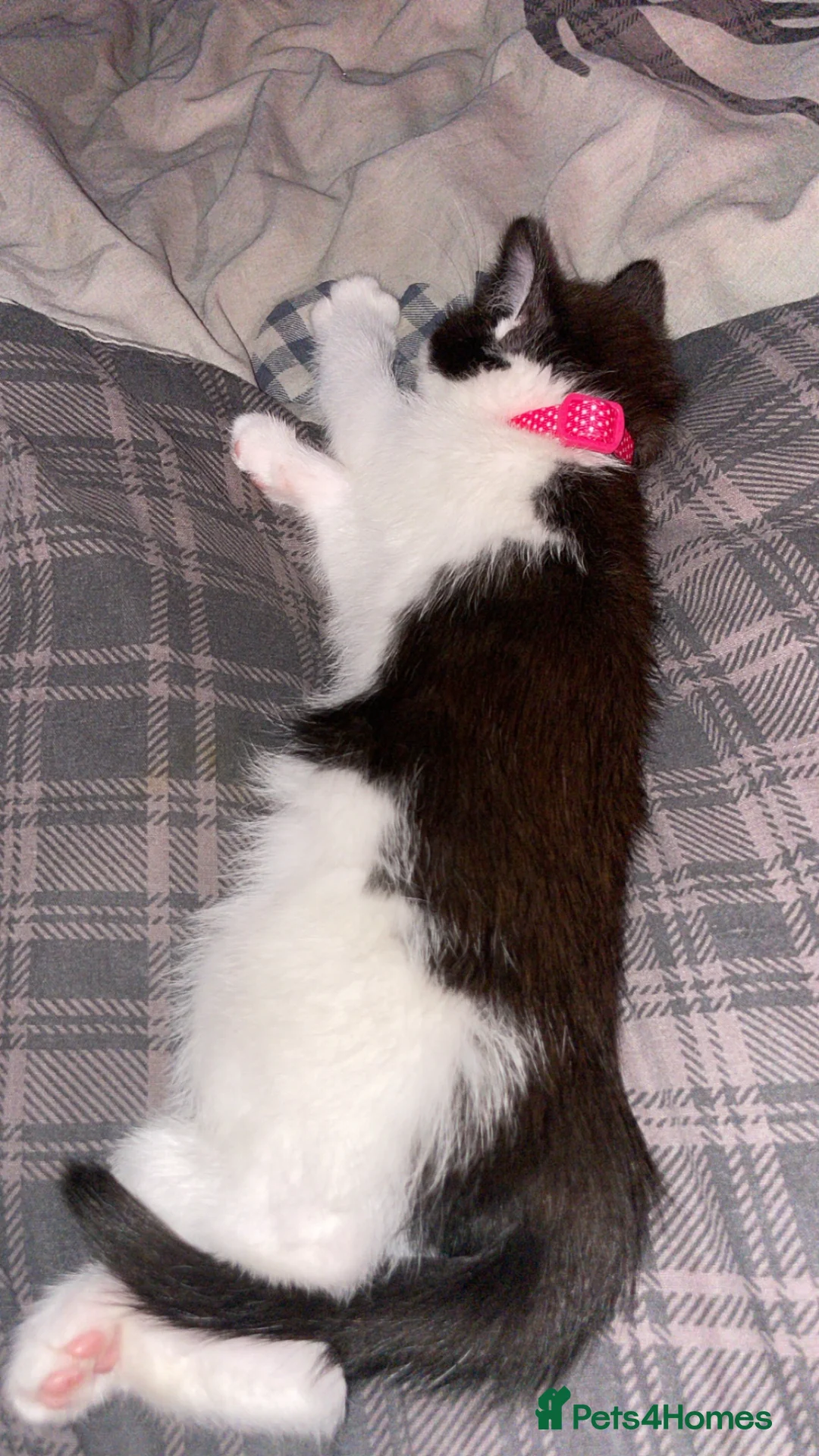 Mixed Breed cats for sale: Kitten  - Advert 5