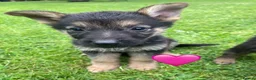 German Shepherd dogs for sale: Big chunky farm bred German shepherds ready now. - Advert 7