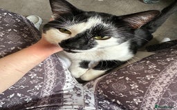 British Shorthair cats for sale: Urgent!!! - Image 2