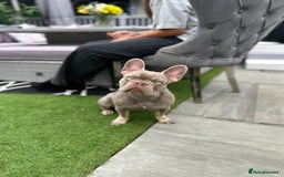 French Bulldog dogs for stud: Reggie the French Bulldog  - Image 4