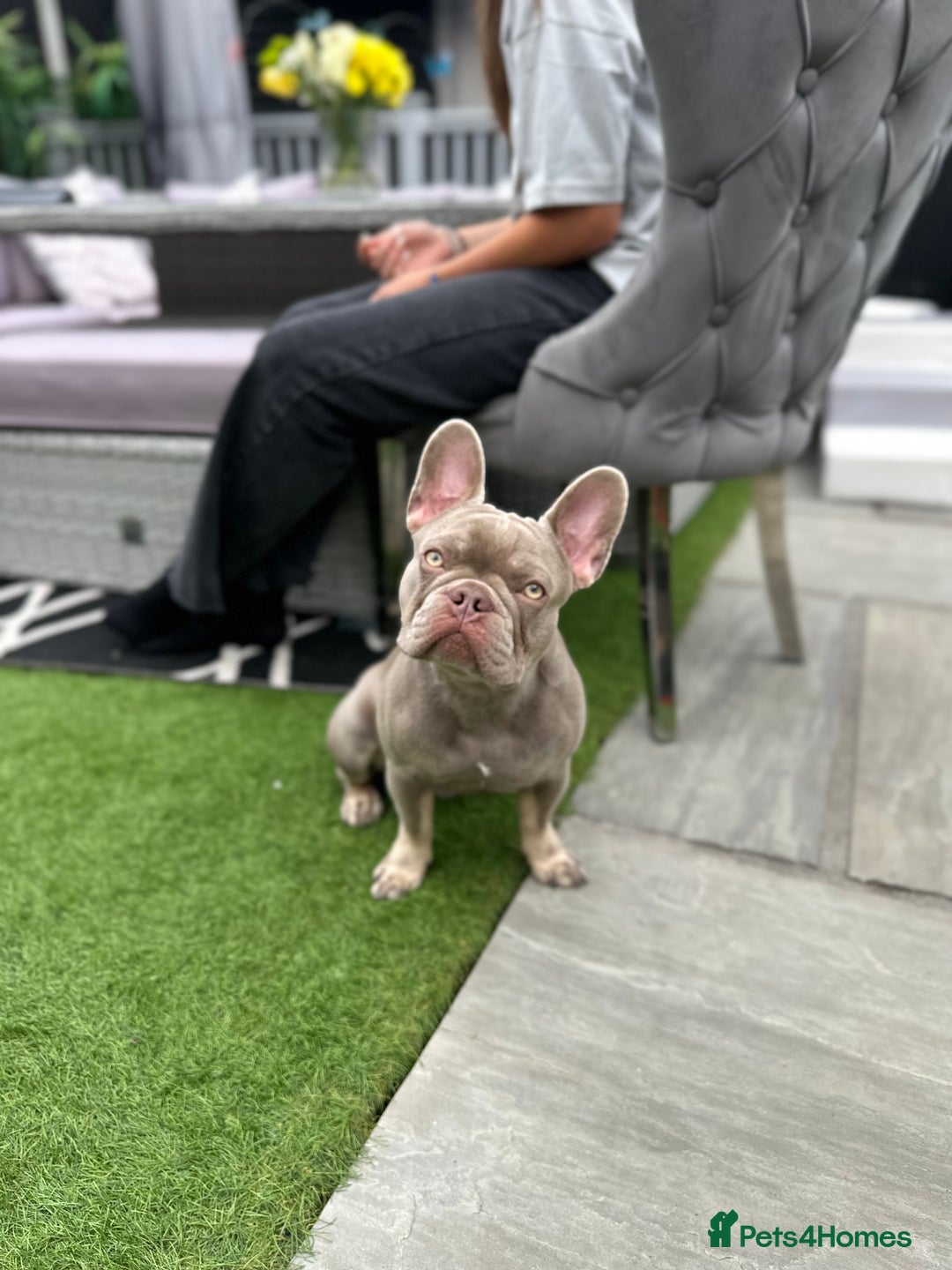 French Bulldog dogs for stud: Reggie the French Bulldog  - Image 4