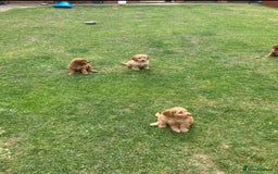 Cockapoo dogs for sale: Cockapoo puppies  - Image 9