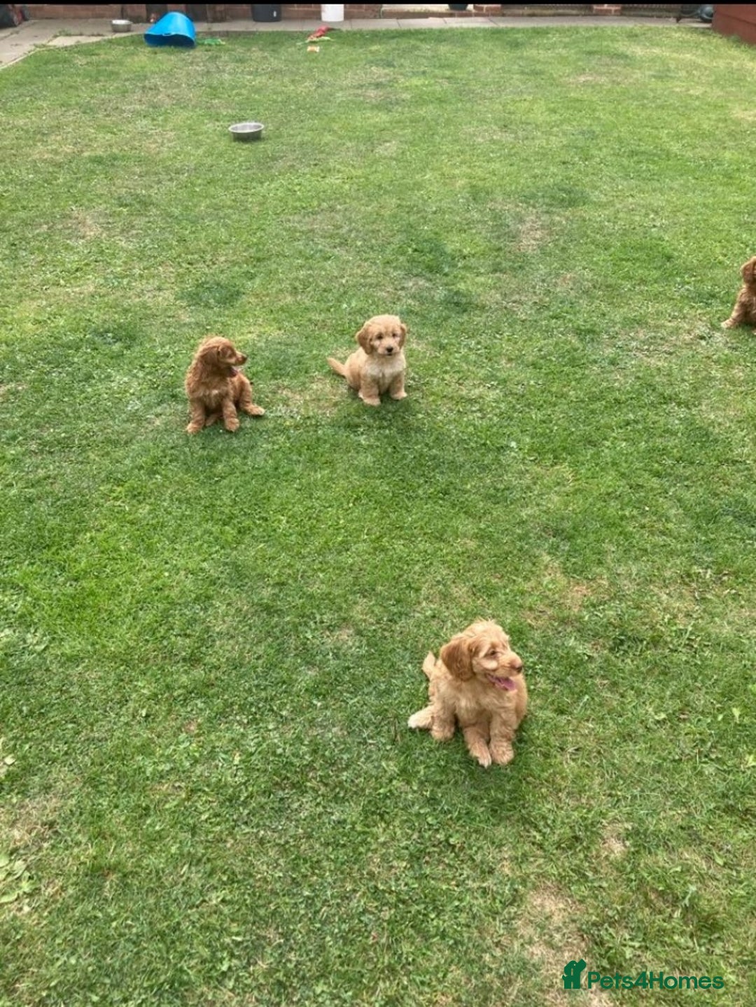 Cockapoo dogs for sale: Cockapoo puppies  - Image 9