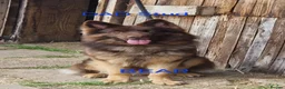 German Shepherd dogs for sale: Rare chocolate and tan and Blue GSD - Advert 3