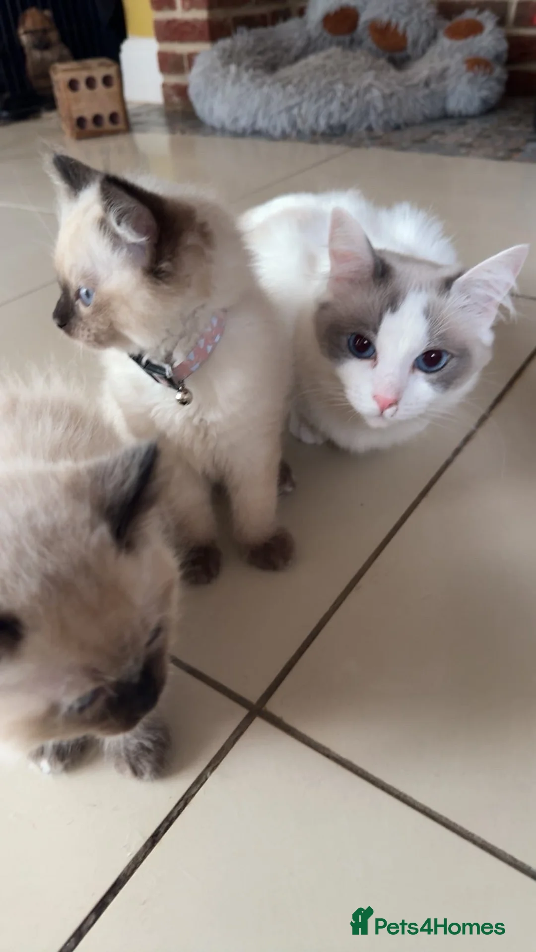 Ragdoll cats for sale: Ragdoll kittens 8 weeks old girls  - Advert 9