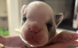 French Bulldog dogs for sale: Kc registered french bulldog puppies - Image 13