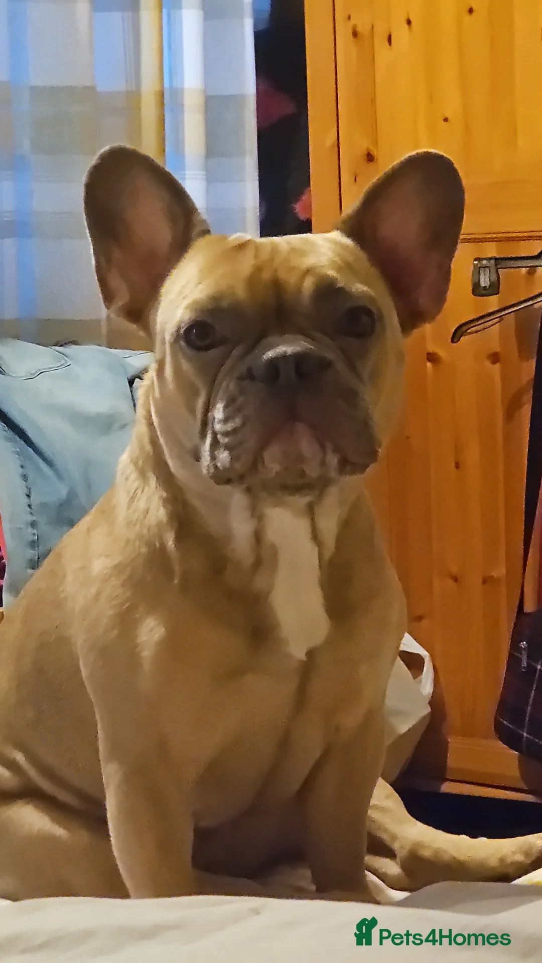 French Bulldog dogs for sale: 1 boy and 1 girl left in Derby - Advert 1