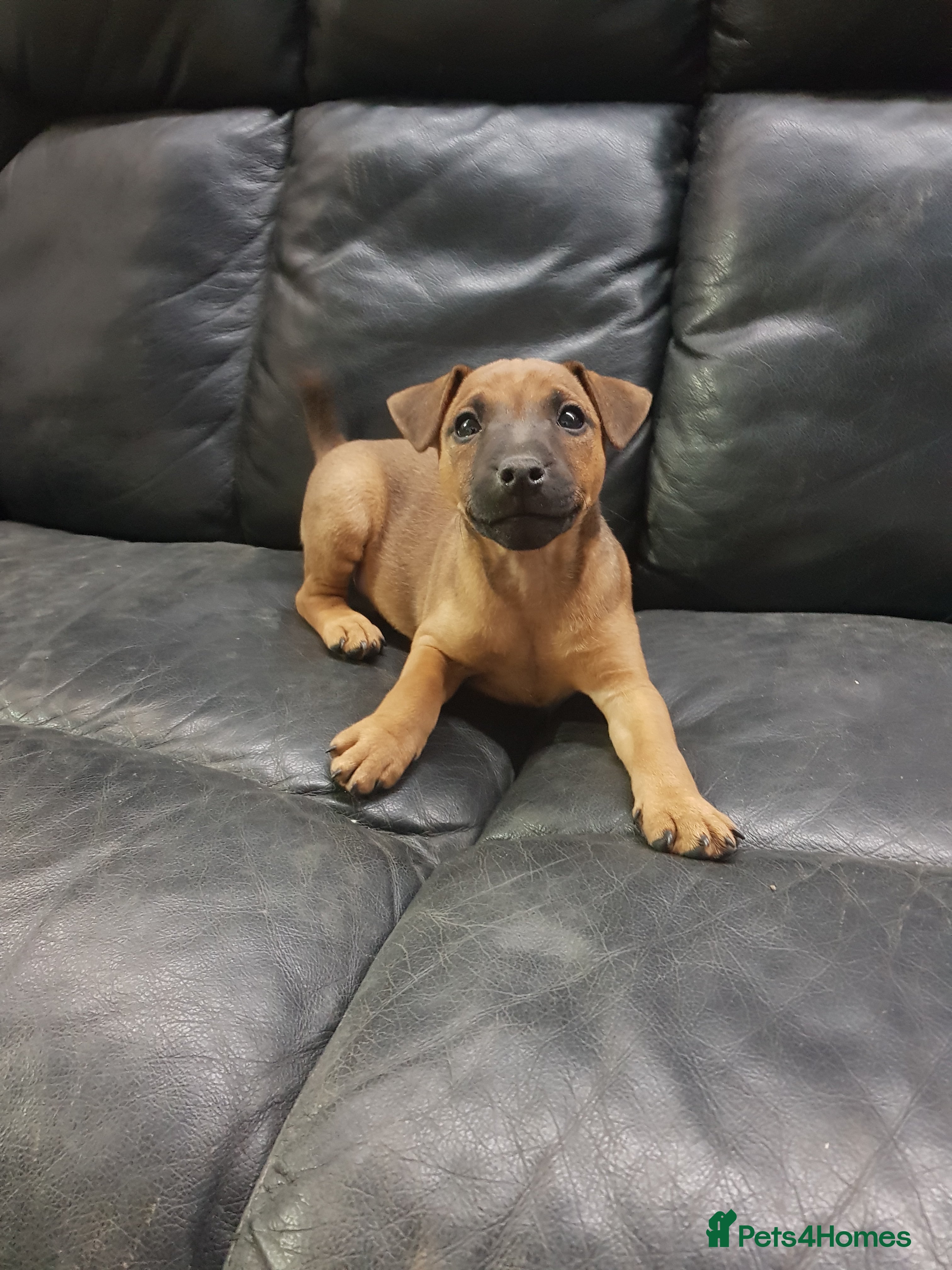 Mixed Breed dogs Lovely patterdale x Lakeland terrier pups - Advert 2