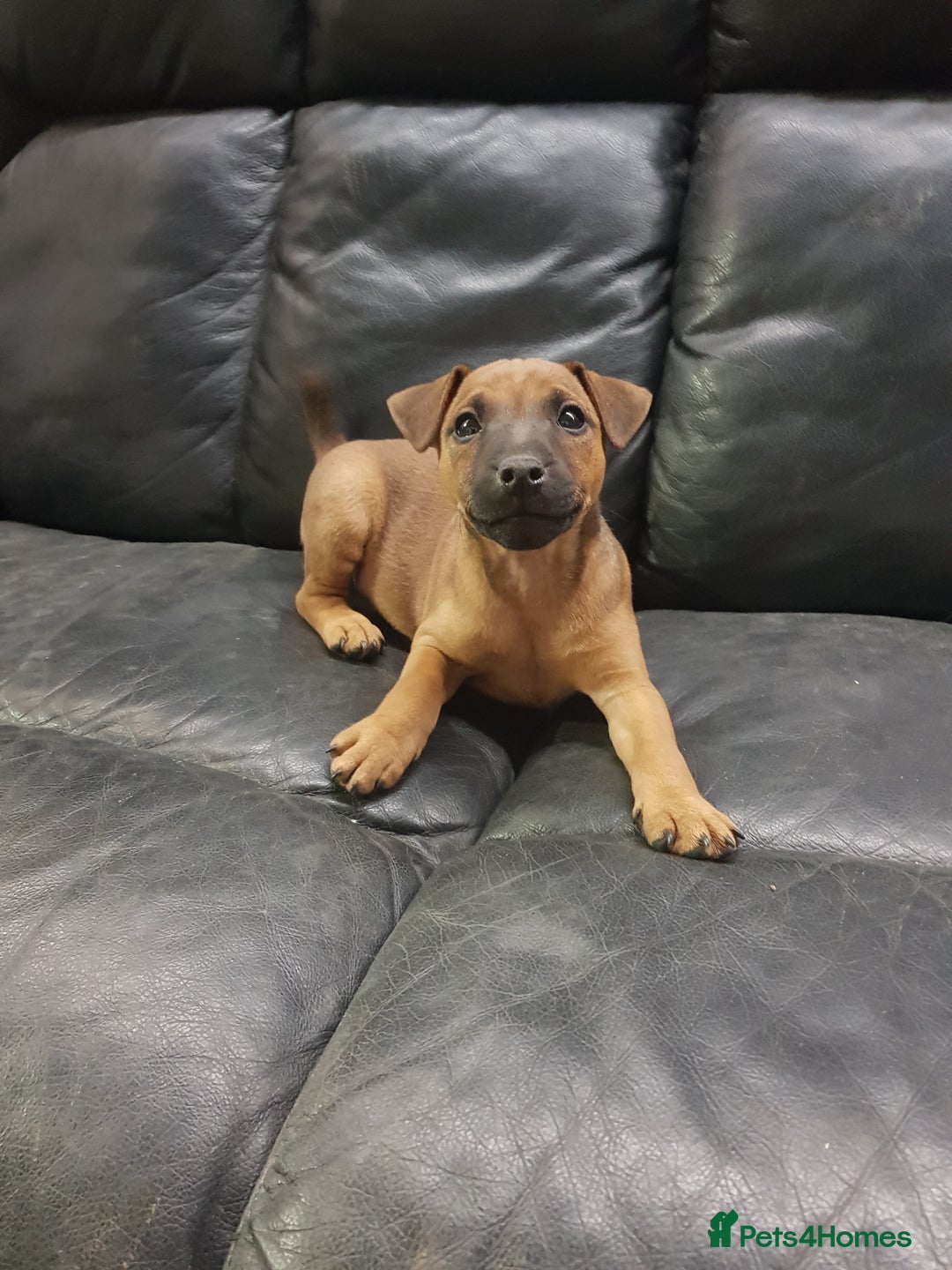 Mixed Breed dogs for sale: Lovely patterdale x Lakeland terrier pups - Advert 1