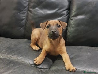Mixed Breed dogs Lovely patterdale x Lakeland terrier pups - Advert 2