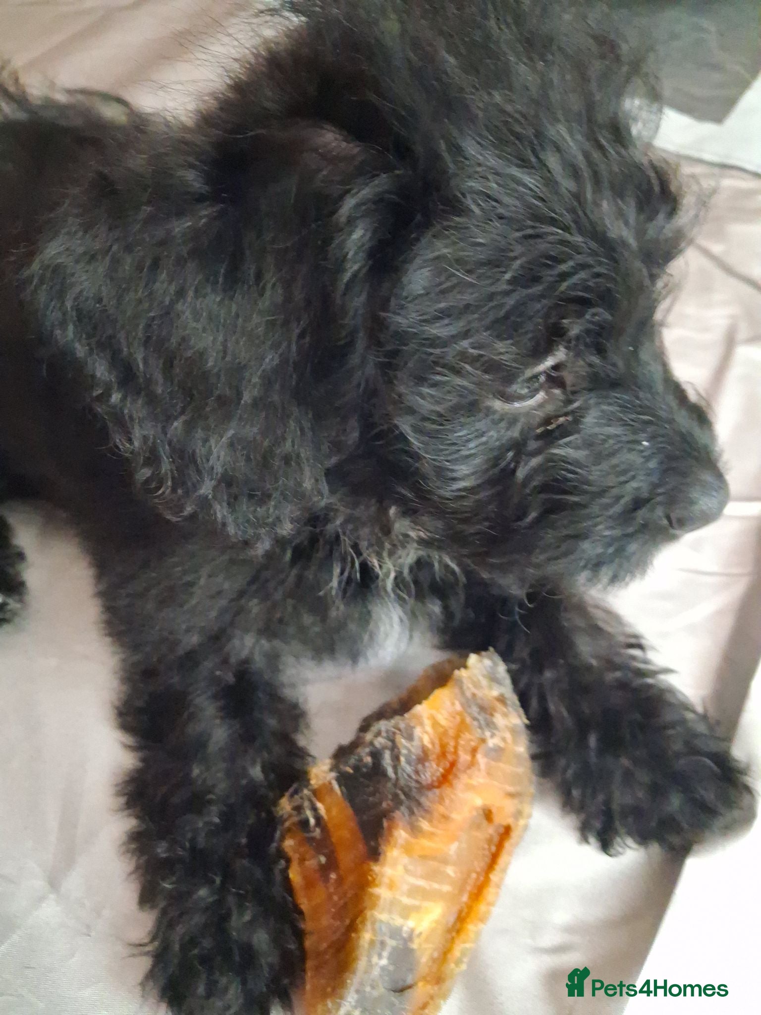 Mixed Breed dogs READY TO LEAVE Last boy Miniature poodle cross  - Advert 1