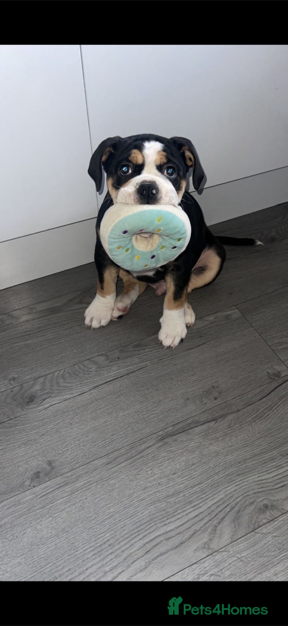 English Bulldog dogs Olde English bulldogge - Advert 1