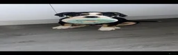 English Bulldog dogs for stud: Olde English bulldogge in Greenock - Advert 1