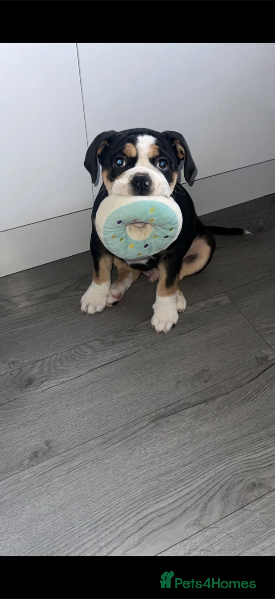 English Bulldog dogs for stud: Olde English bulldogge in Greenock - Advert 1