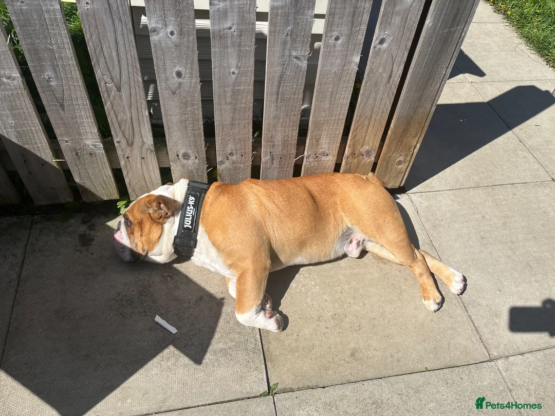 English Bulldog dogs for stud: Fawn & White English BullDog for Stud in Edinburgh - Advert 2