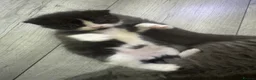 Mixed Breed cats for sale: British short hair kittens  - Advert 3