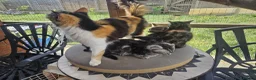 Mixed Breed cats for sale: Sweet kittens looking for a loving home 🏠  in Biggleswade - Advert 7