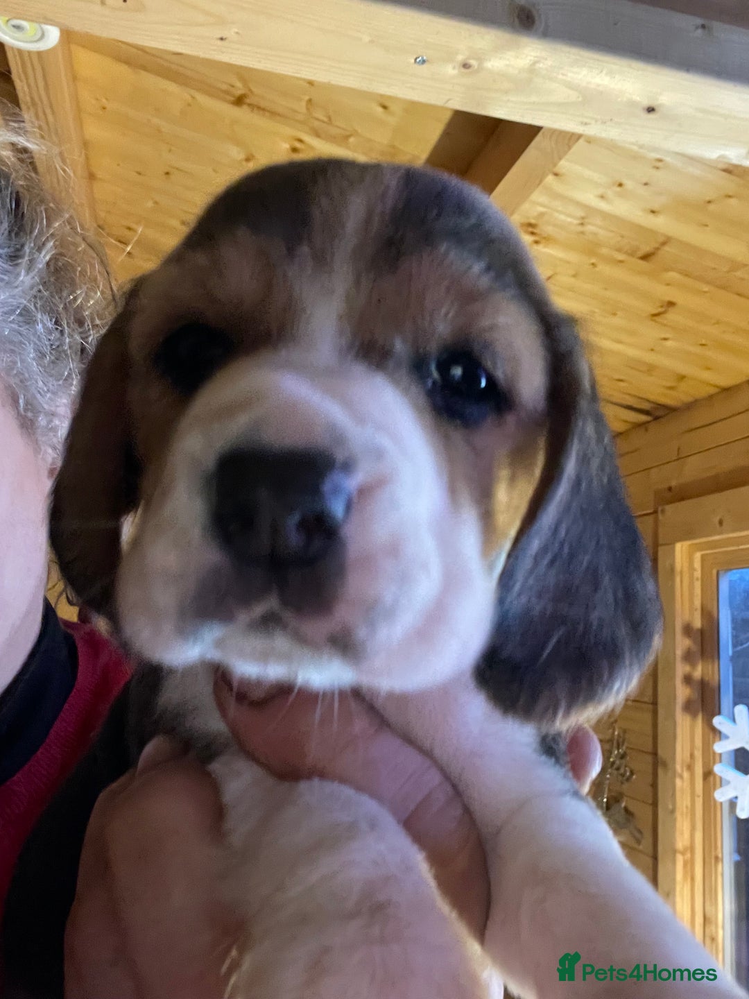 Beagle dogs for sale: 2tri girls kc reg ready after  **   - Advert 12
