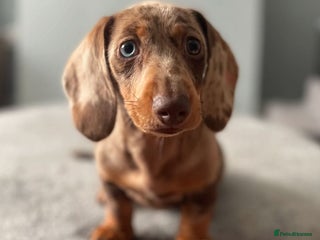 Miniature Dachshund dogs Miniture dachshund dapple - Advert 2
