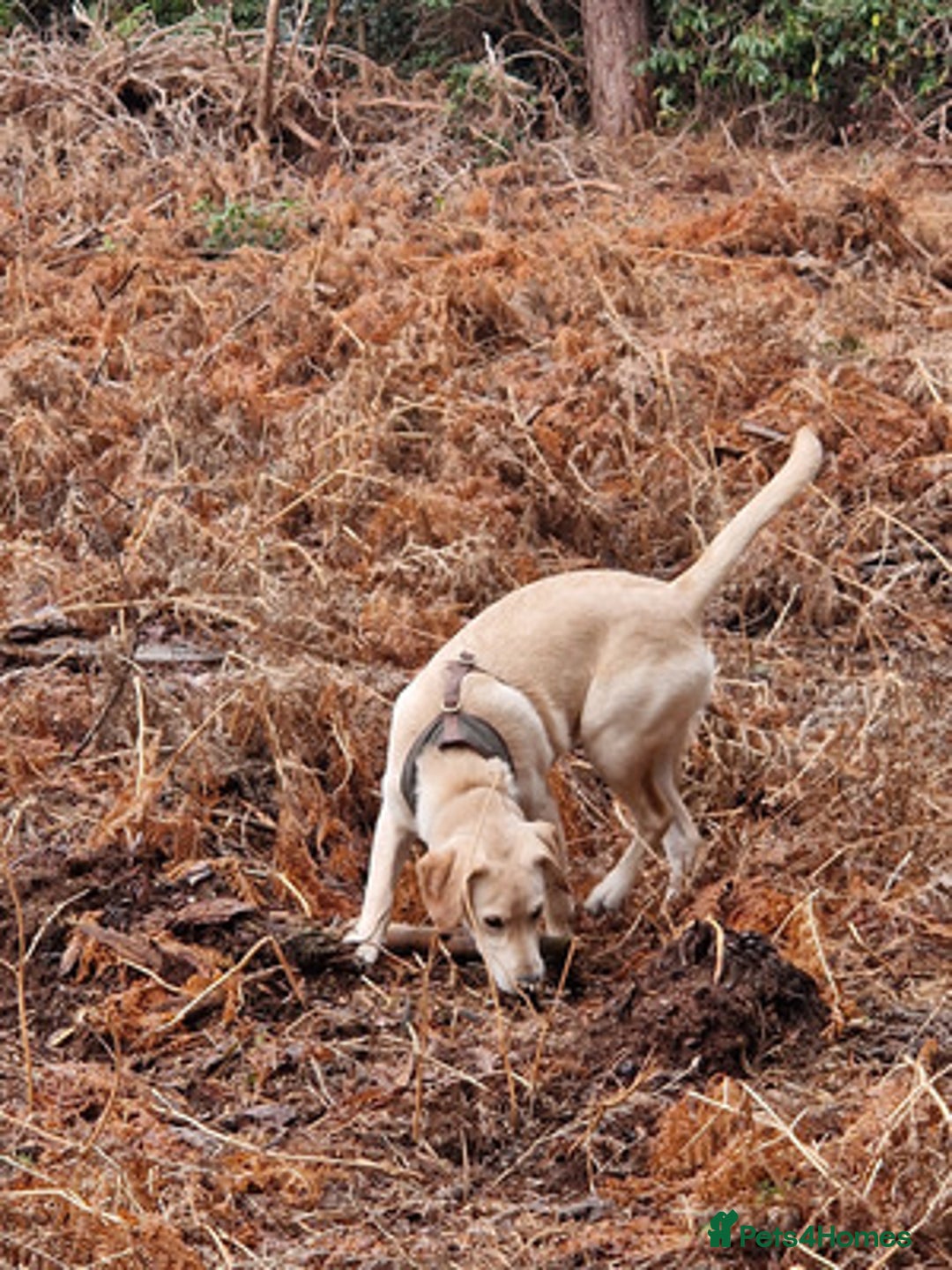 Labrador Retriever dogs for sale: big personality labrador retriever boy - Advert 5