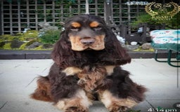 Cocker Spaniel dogs for sale: Show type cocker spaniels  - Image 3