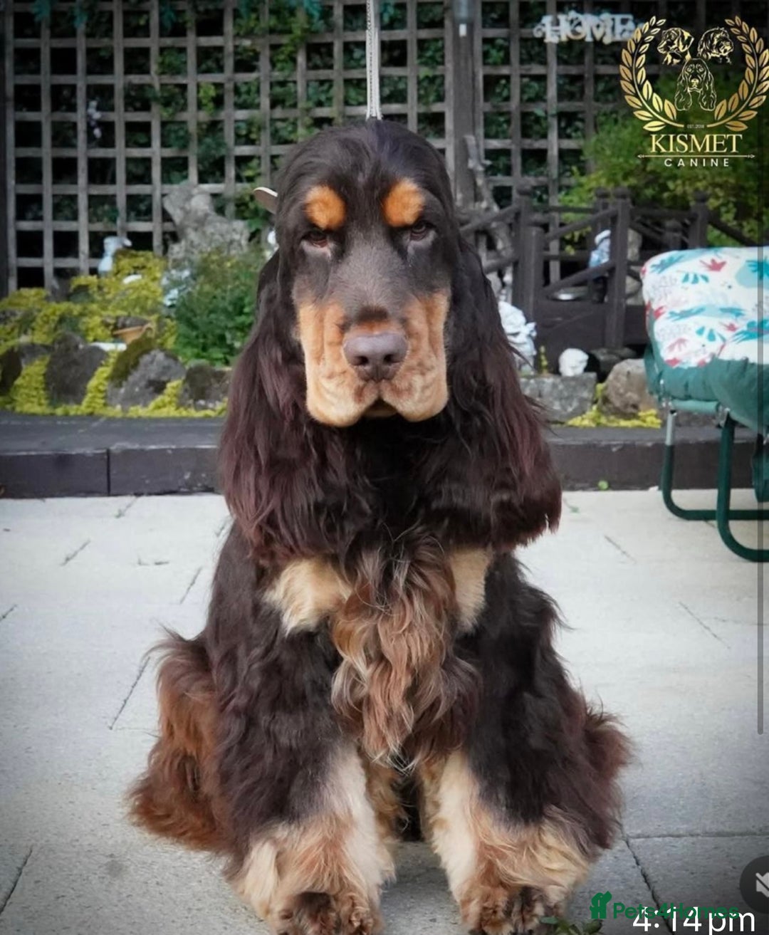 Cocker Spaniel dogs for sale: Show type cocker spaniels  - Image 3