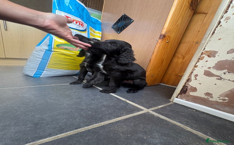Cocker Spaniel dogs - Advert 2