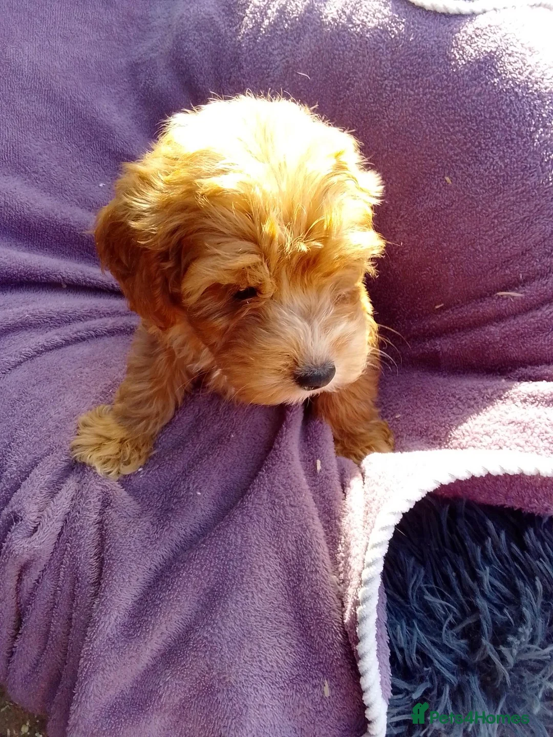 Cockapoo dogs for sale: 5 Cockapoo ready now liensed breeder  - Advert 2
