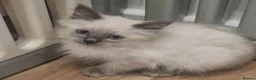 Ragdoll cats for sale: RAGDOLL KITTENS READY NOW  - Advert 8