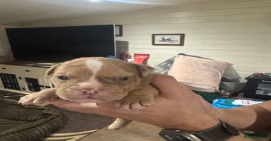 Olde English Bulldogge dogs - Advert 9