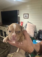 Olde English Bulldogge dogs - Advert 2