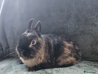Mixed Breed rabbits Netherland Dwarf sable buck* last one left** - Advert 3