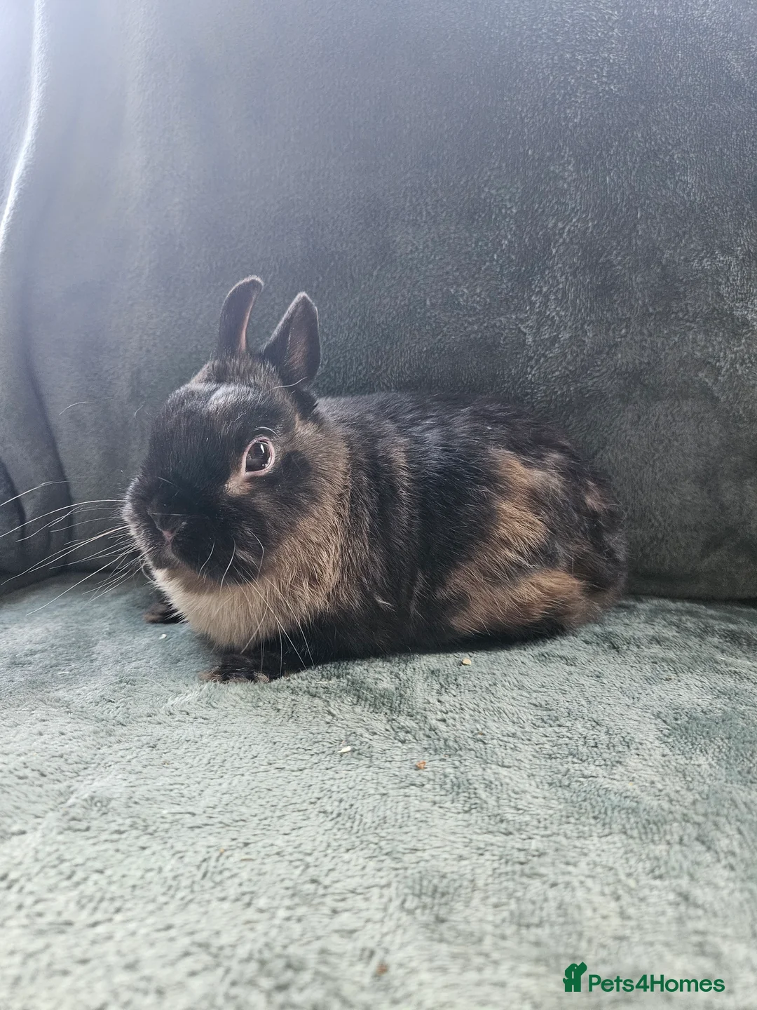 Mixed Breed rabbits for sale: Netherland Dwarf sable buck* last one left** - Advert 1