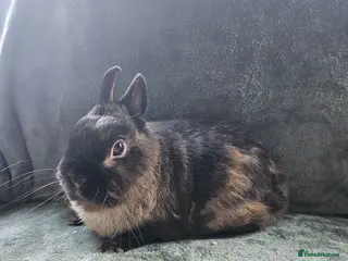 Mixed Breed rabbits Netherland Dwarf sable buck* last one left** - Advert 9