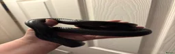 Snake reptiles for sale: Mexican Black Kingsnake Male CB24 in Rhyl - Advert 2