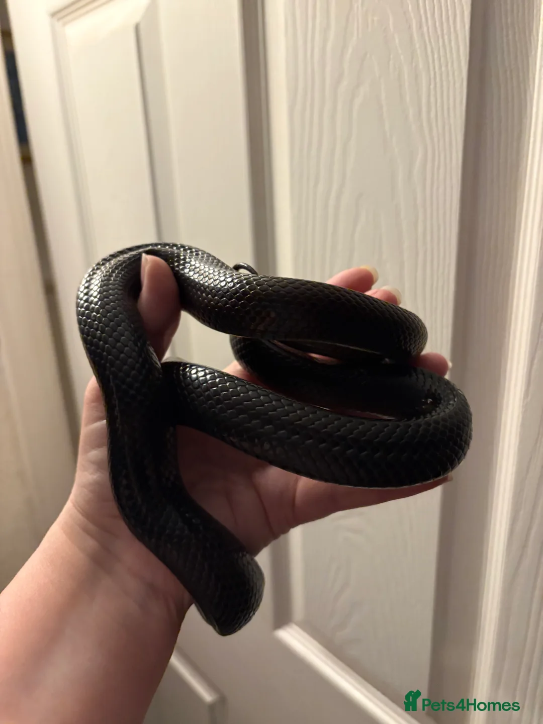 Snake reptiles for sale: Mexican Black Kingsnake Male CB24 in Rhyl - Advert 2