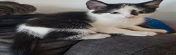 Mixed Breed cats for sale: Beautiful kittens  - Advert 5