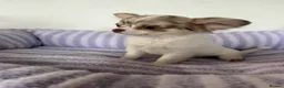 Chihuahua dogs for sale: Longhair chihuahua puppies Russian blood lines - Advert 3