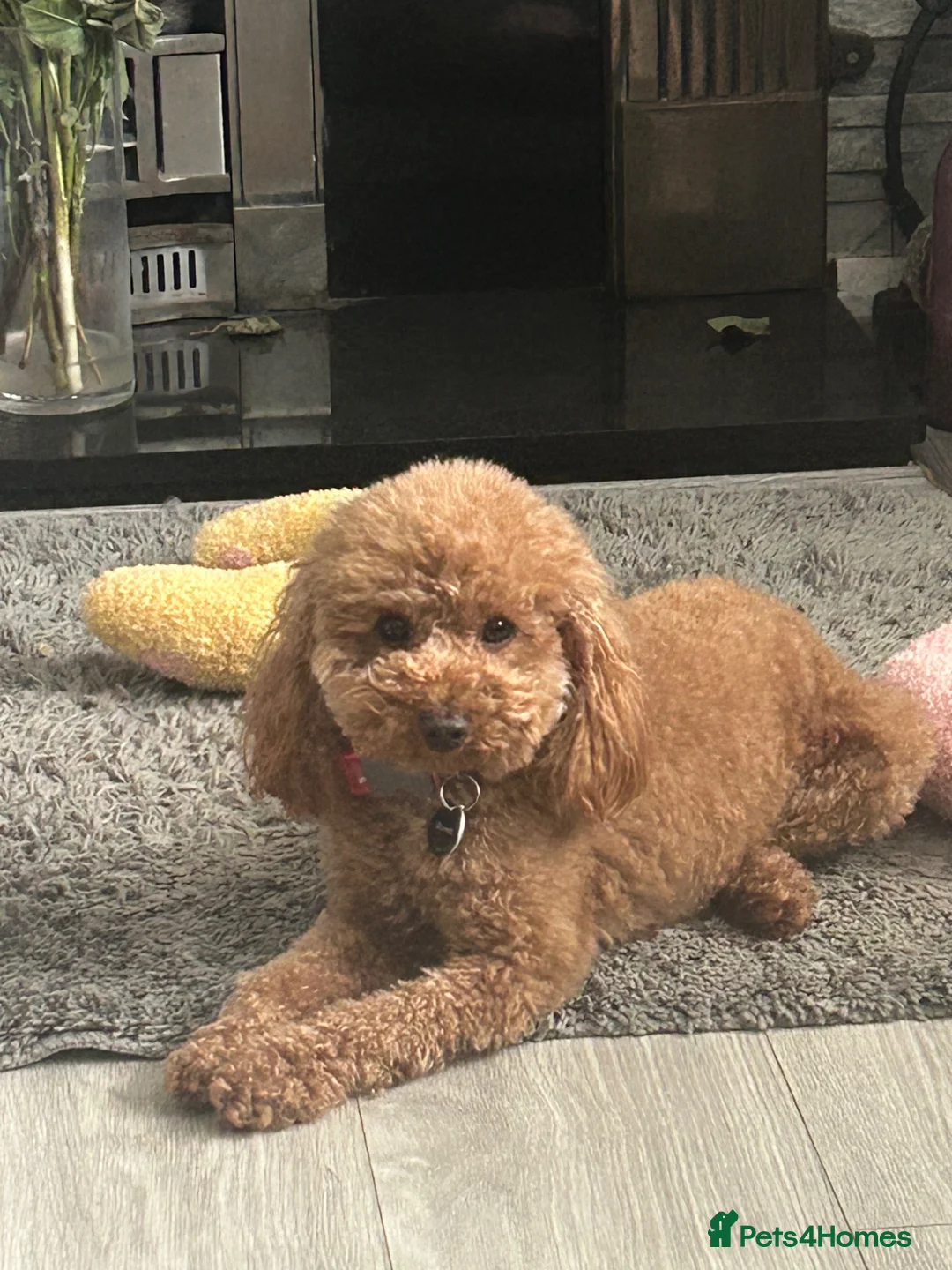 Toy Poodle dogs for sale: KC reg /Health tested , Phantom Toy Poodles - Advert 2