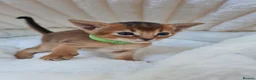 Abyssinian cats for sale: LAST TWO BOYS,champion line Abyssinian kittens🎖 - Advert 15