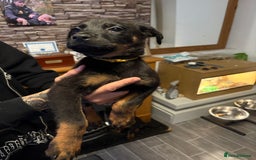 Rottweiler dogs for sale: Lewis Ballington - Image 7