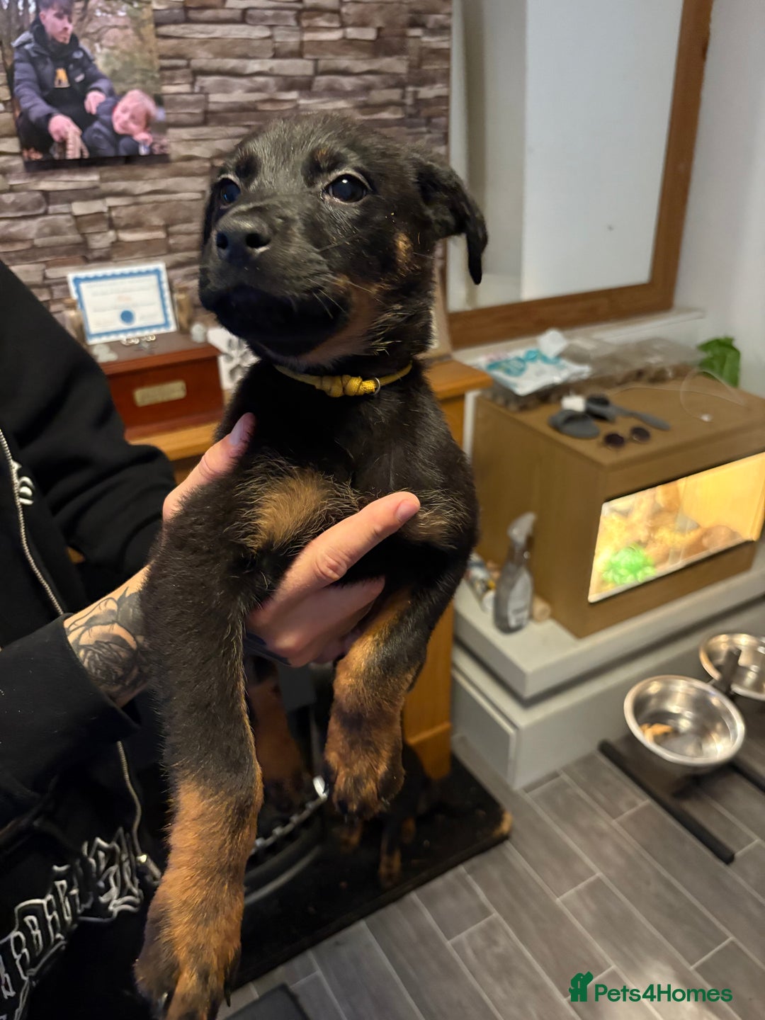 Rottweiler dogs for sale: Lewis Ballington - Image 7
